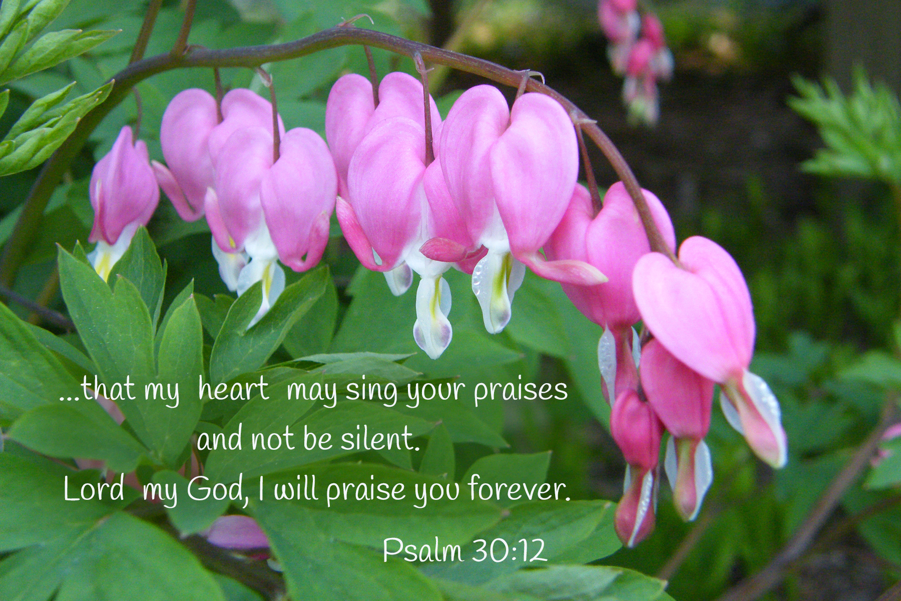 Psalm 30:12